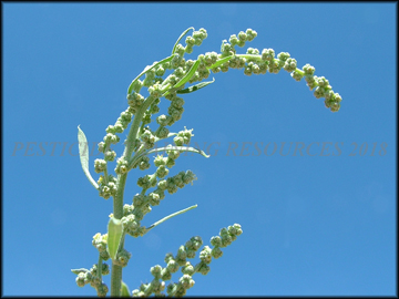 Inflorescence