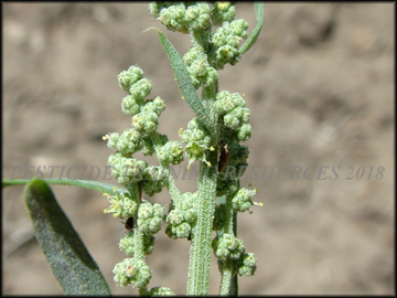 Inflorescence