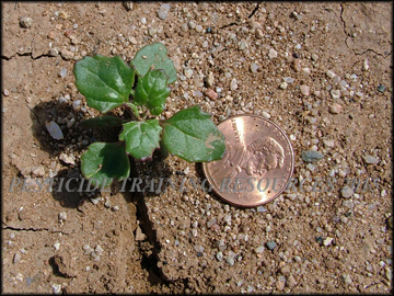 Small Plant