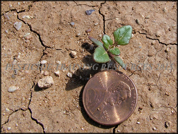 Seedling