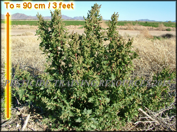 Plant