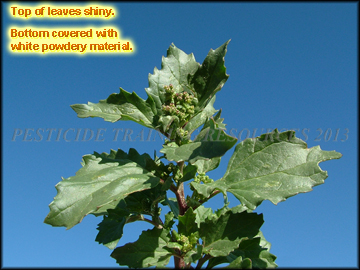 Foliage