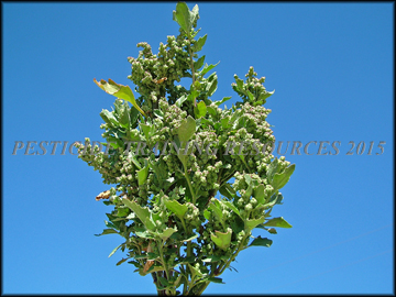 Foliage and Flowers