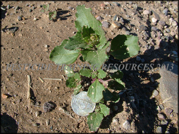 Small Plant