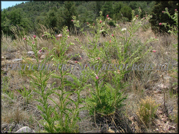 Mature Plants