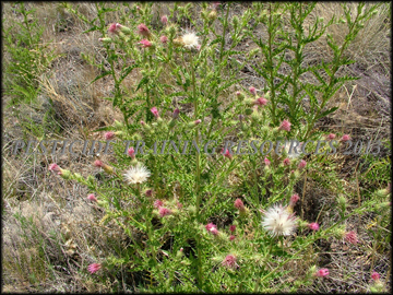 Mature Plants