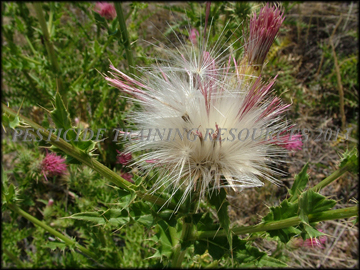 Seed