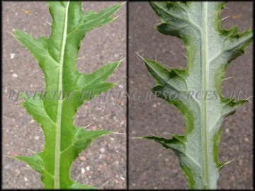 Leaves