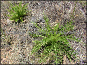 Young Plants
