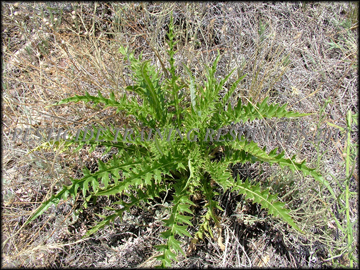 Young Plant