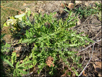 Plants