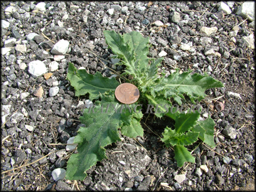 Small Plant