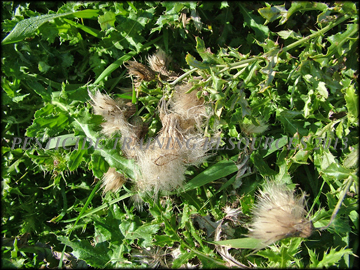 Seed