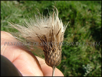 Seed Head