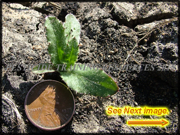 Breaking Dormancy