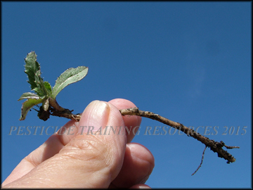 Breaking Dormancy