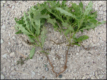 Plants and Roots