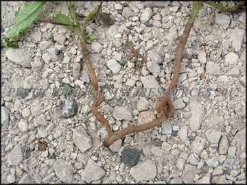 Roots