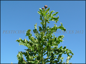 Foliage