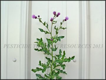 Foliage and Flowers
