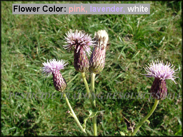 Flower and Foliage