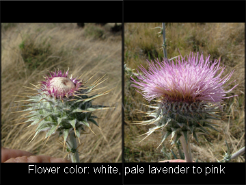Small Plant