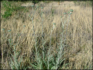 Seedling
