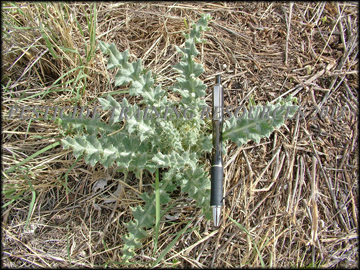 Small Plant