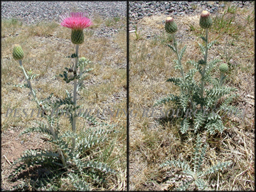 Flowering Plants