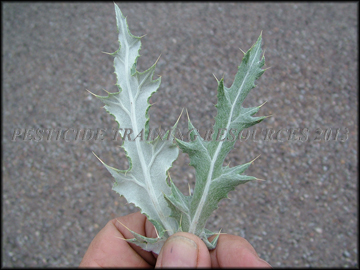 Leaves