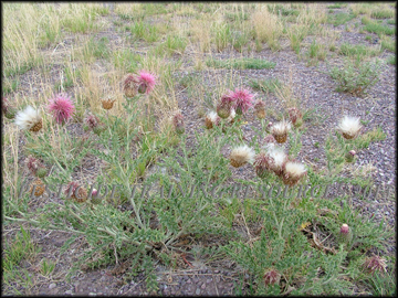 Mature Plant