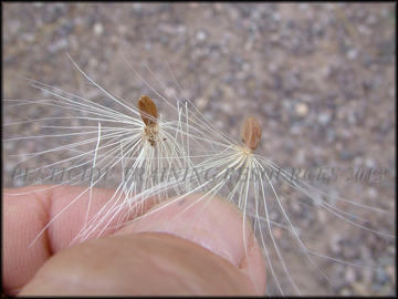 Seed