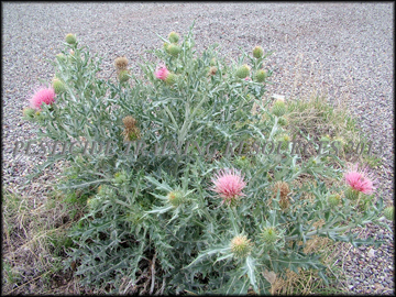 Flowering Plant