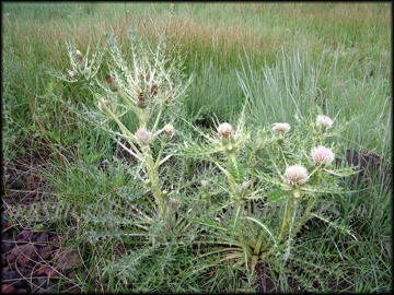 Plant