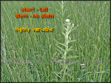 Tall Plant