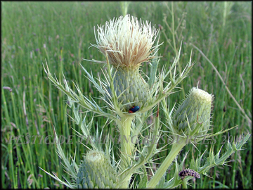 Involucres