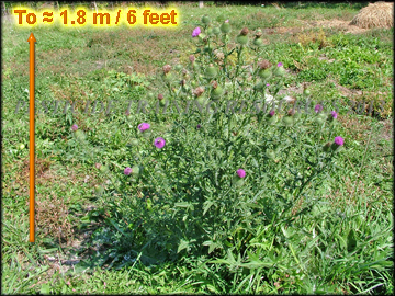 Mature Plant