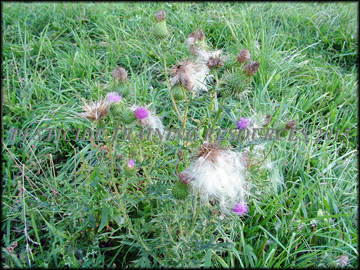 Plant with Seed