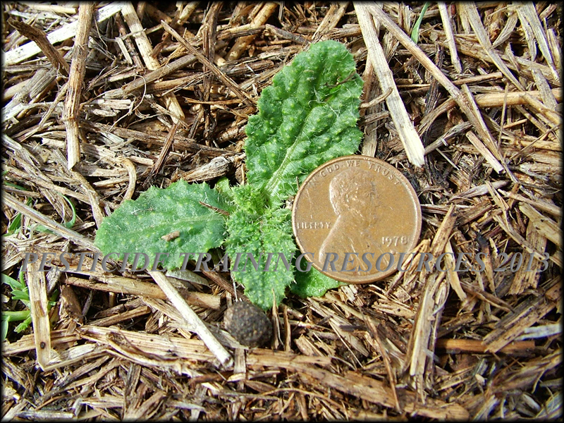 Seedling