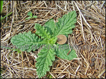 Seedling