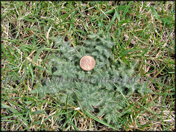 Rosette