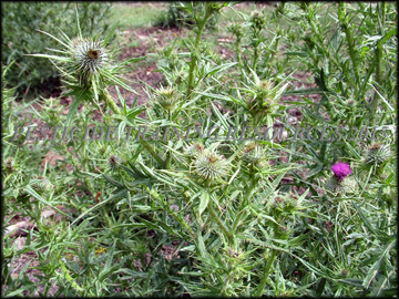 Foliage