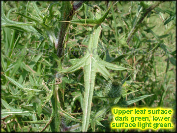 Leaves