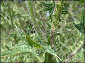 Stems
