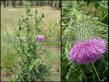 Plant and Flowers