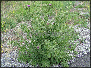Mature Plant