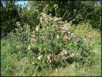 Plant with Seed