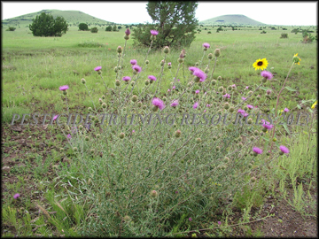 Plants