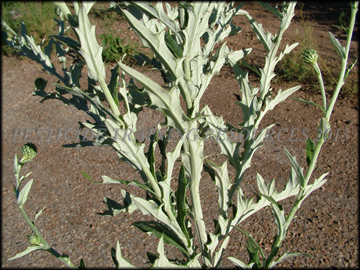 Foliage