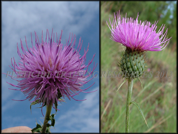 Flower, Involucre